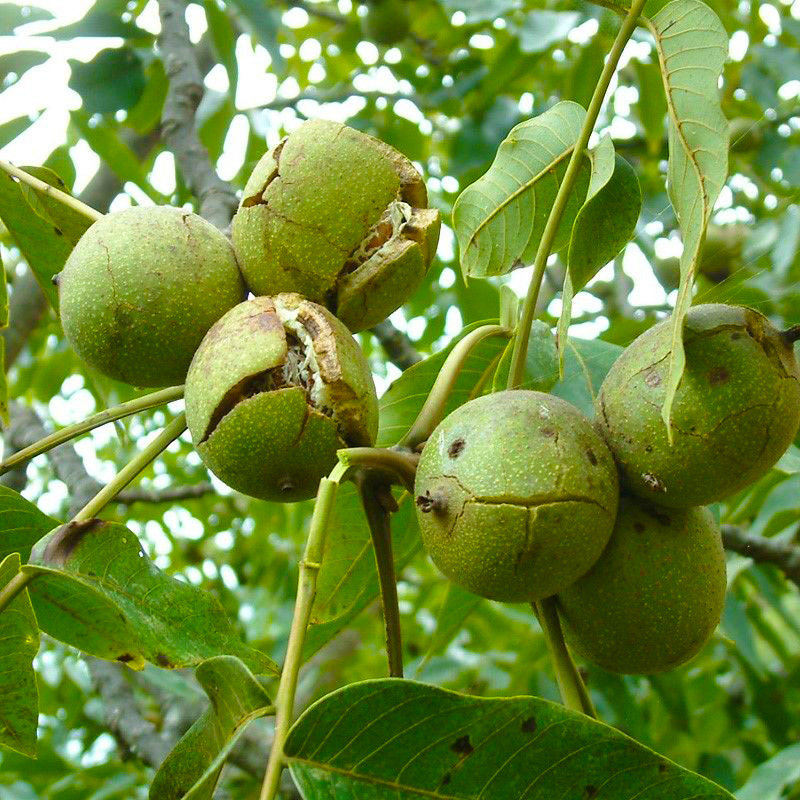 2022年新货云南漾濞青皮新鲜核桃原味现摘5斤纸皮