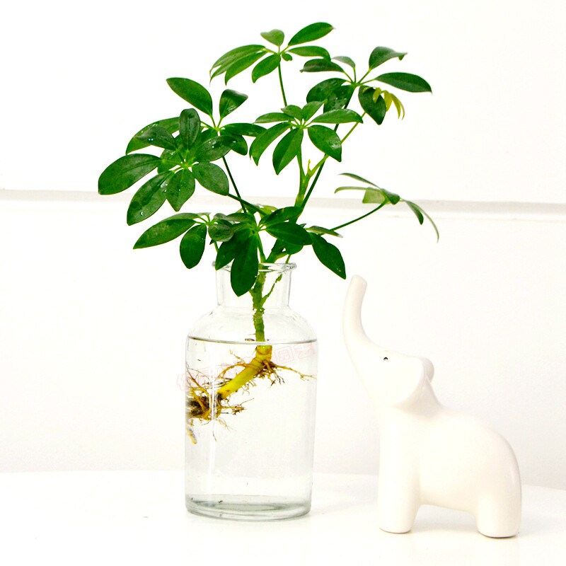 植物水培鸭脚木鹅掌掌财盆栽办公办公室室内桌面绿植