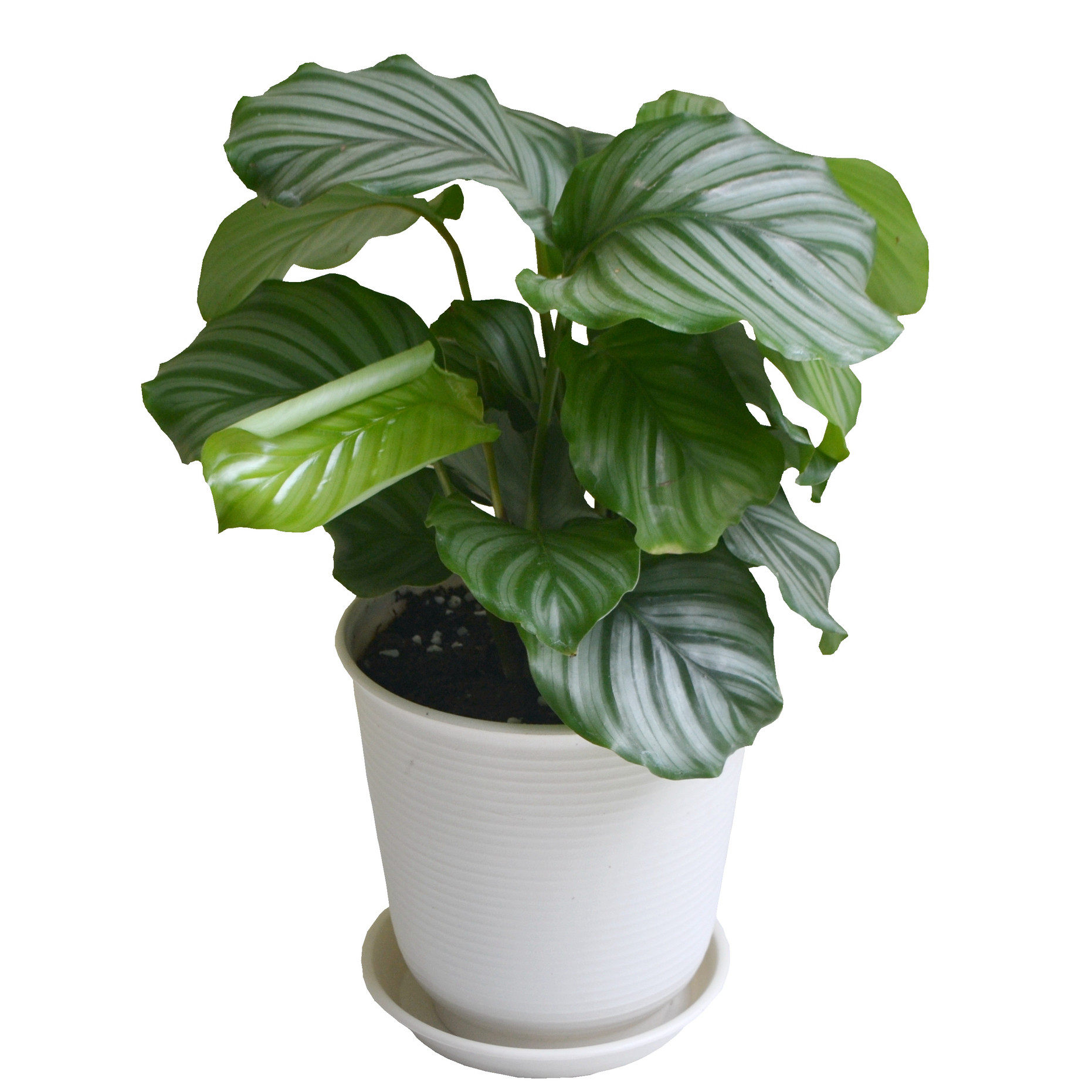 竹芋苹果盆栽绿植室内喜阴四季常青花卉观叶植物绿植