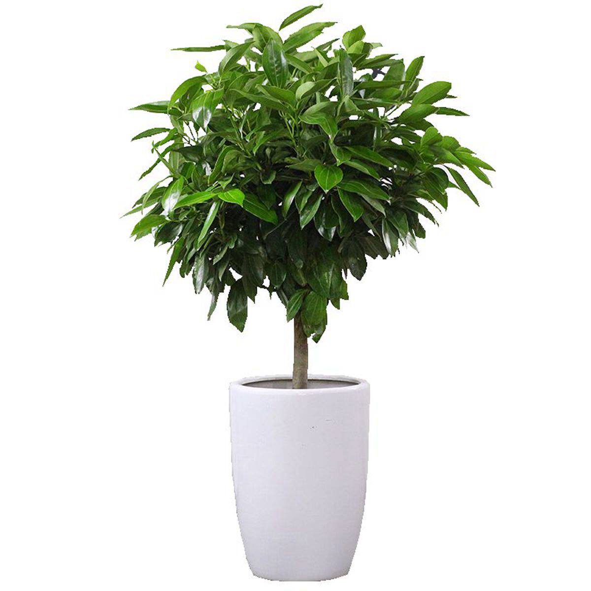 平安树室内大型绿植花卉盆栽小盆栽盆景幸福树植物