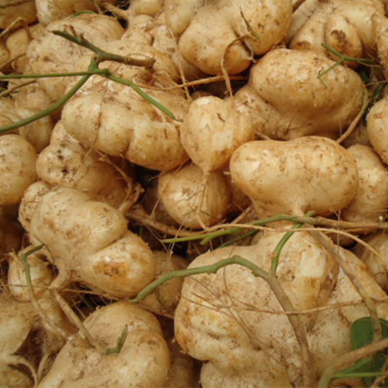 凉薯瓜地梨土沙葛地地瓜白地瓜小个沙土自种洋薯番薯