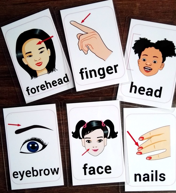 英语身体单词闪卡bodyparts部位五官认识早教早教闪卡