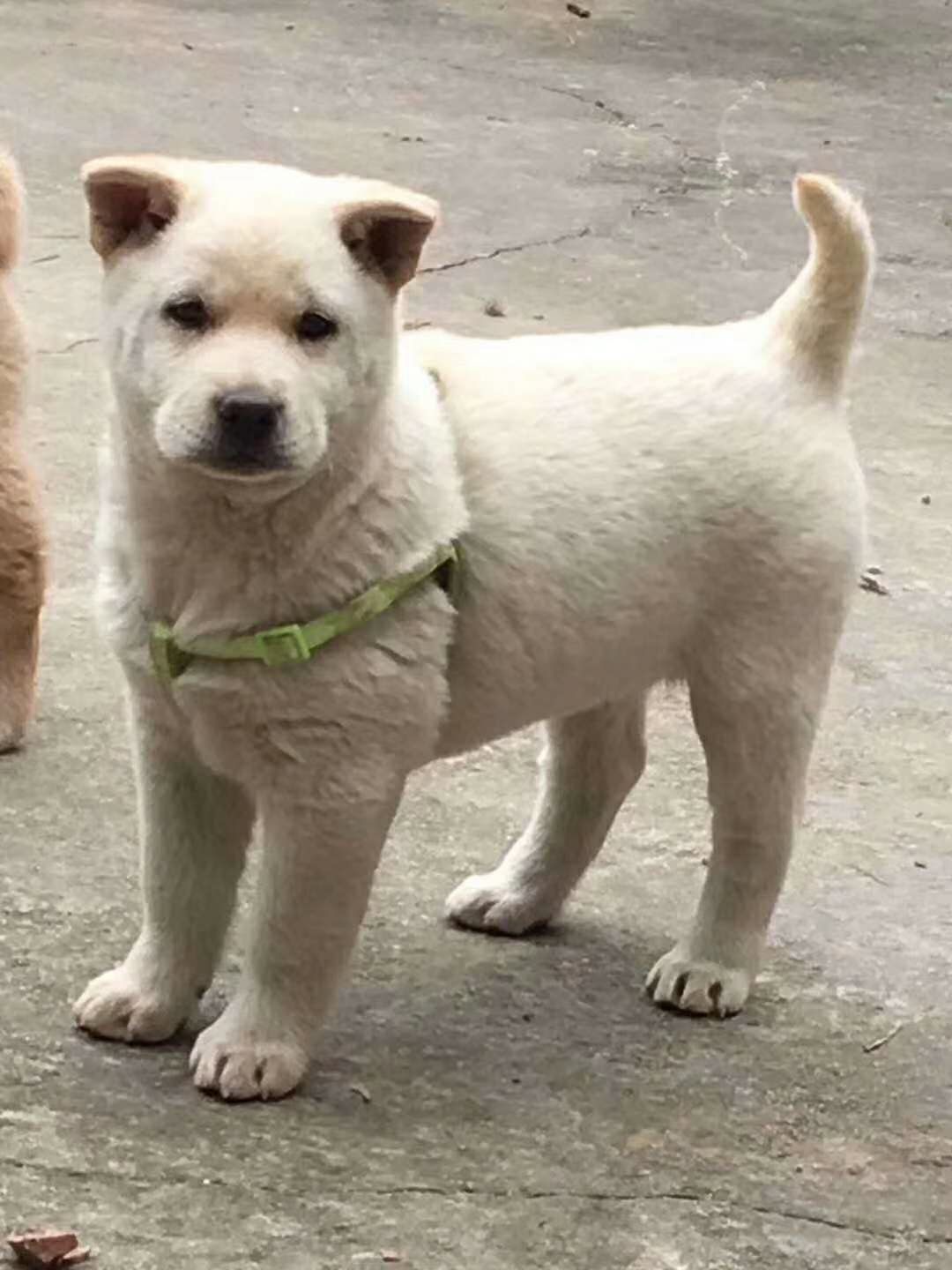 纯种广西土猎犬养殖打猎师傅狗黄狗犬中华田园犬活体土狗幼犬包邮 - d