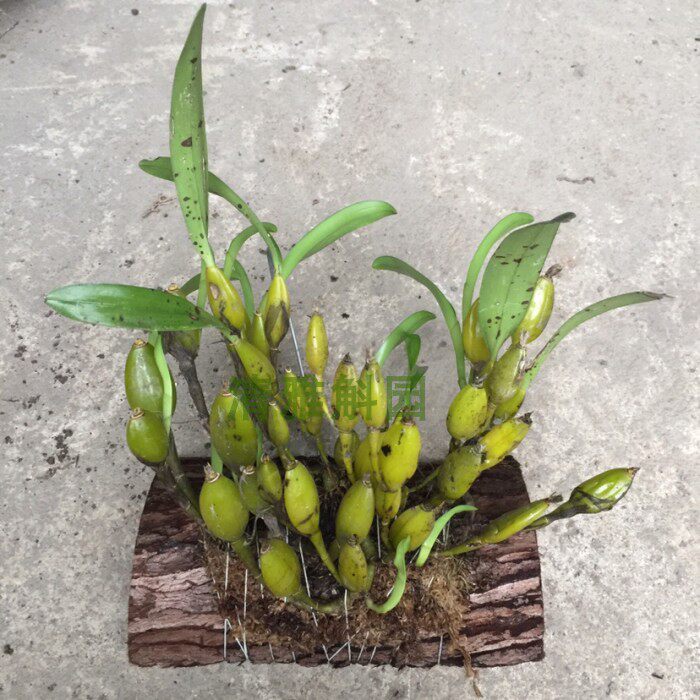 石斛金果袖珍型花卉绿植盆栽绿萝雨淋假山造景时令草本花卉