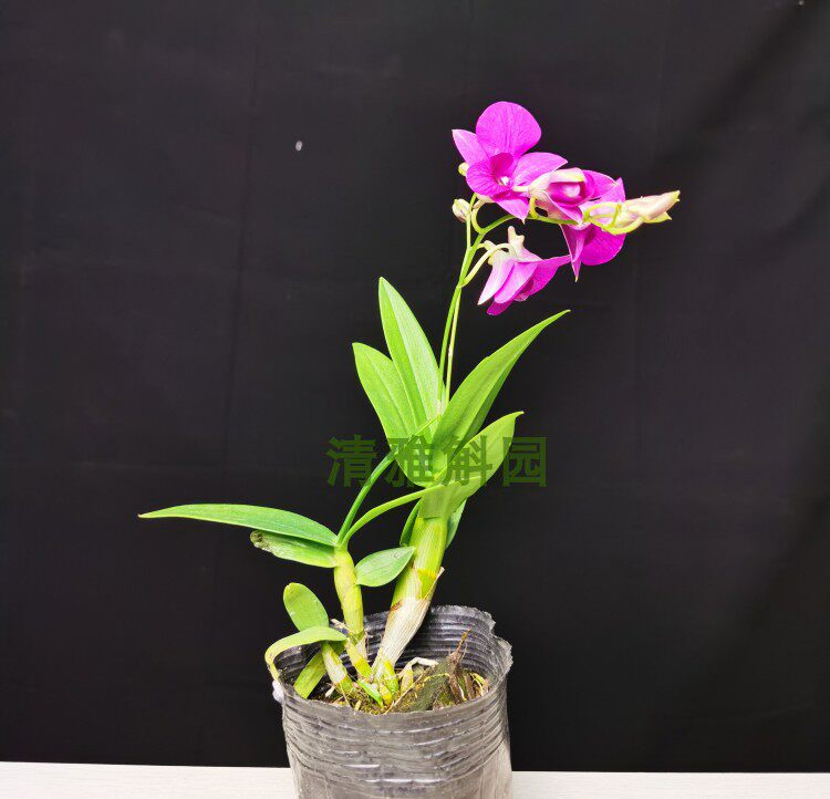 石斛兰苗洋兰热带兰花兰花花花卉绿植盆栽一年花卉