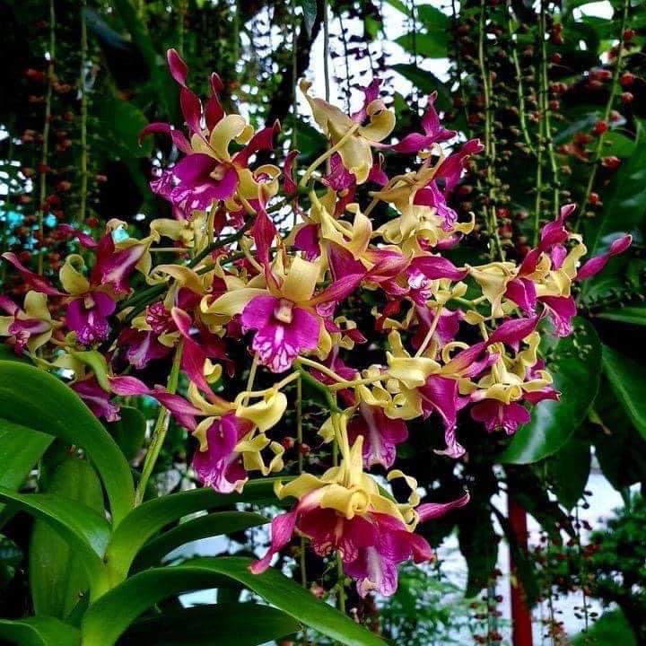 越南黄喉石斛个体体彩时令草本花卉