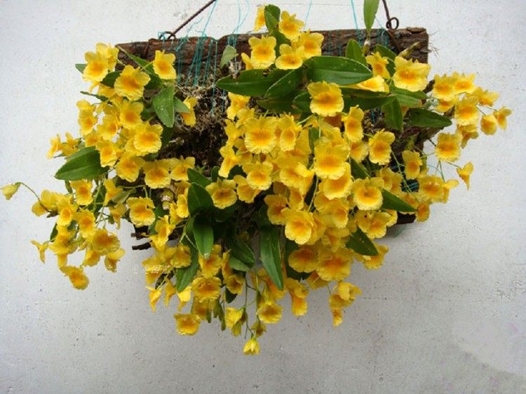 石斛短棒黄花阳台亭绿植花卉盆栽园艺吊兰时令草本花卉