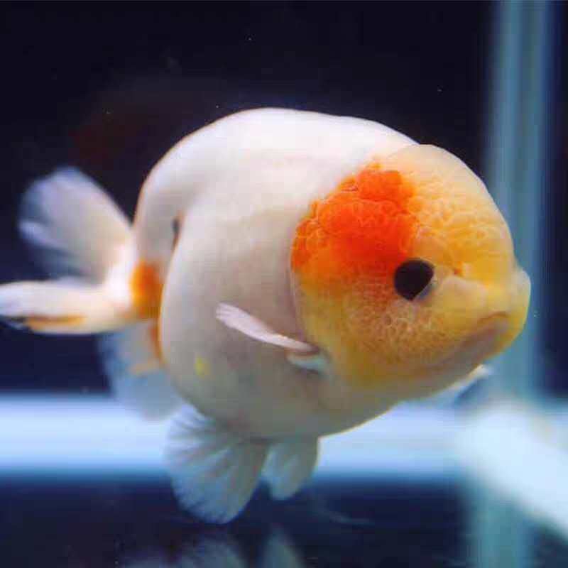 活体樱花金鱼精品观赏鱼冷水淡水水族宠物招财鱼