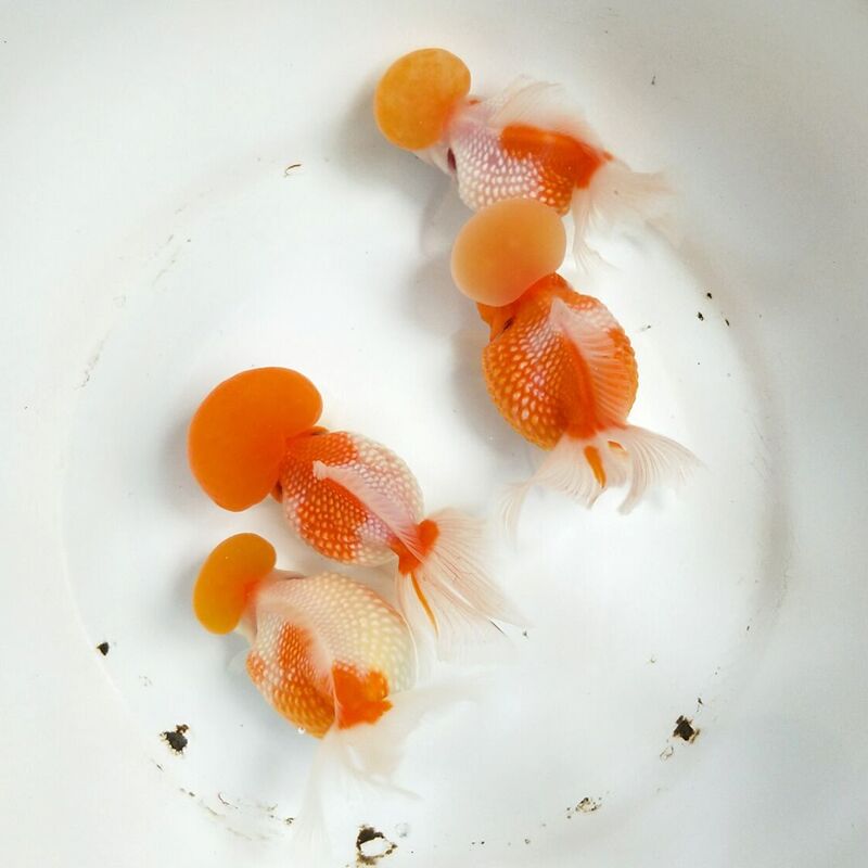 鱼苗招财精品皇冠珍珠金鱼包邮观赏鱼宠物活体鱼