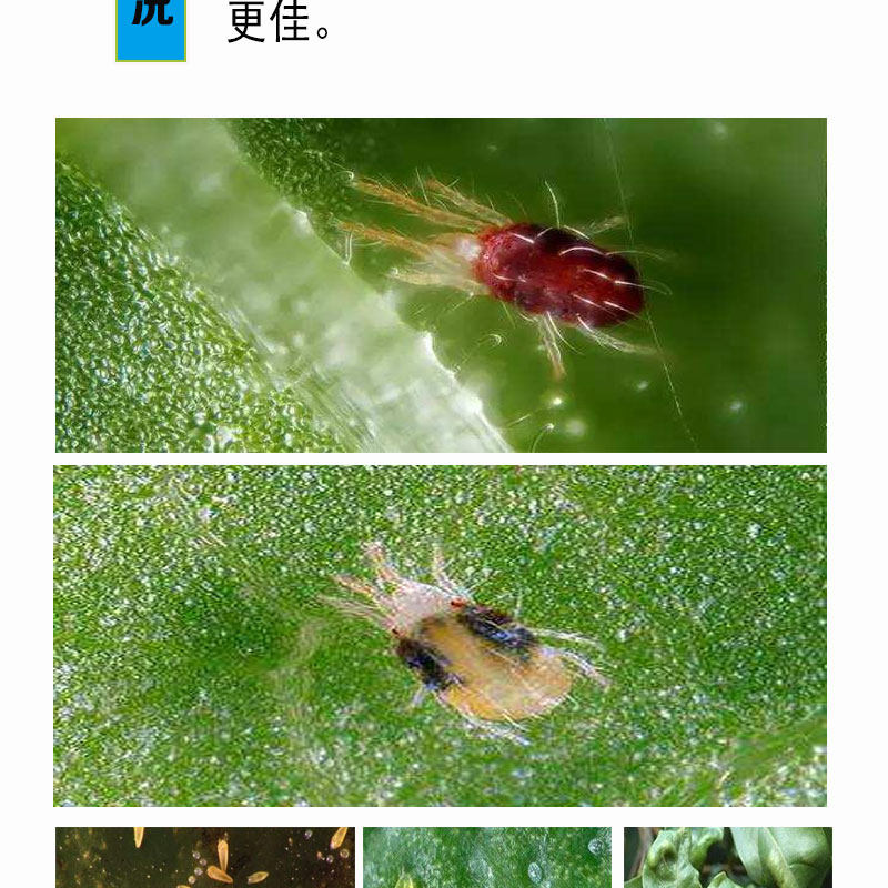阿维菌素螺螨酯乙螨唑红蜘蛛白蜘蛛锈蜘蛛杀卵杀成虫农药杀螨剂