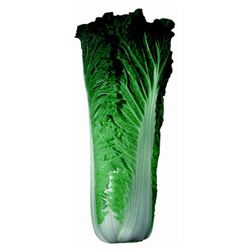 麻叶大白菜种子青帮高桩直筒抗霉病南方冬季蔬菜家庭园艺种子