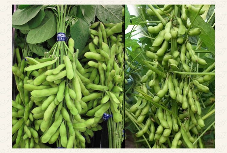 毛豆种子高产早熟鲜食大粒毛豆种豆种孑青大豆蔬菜种子