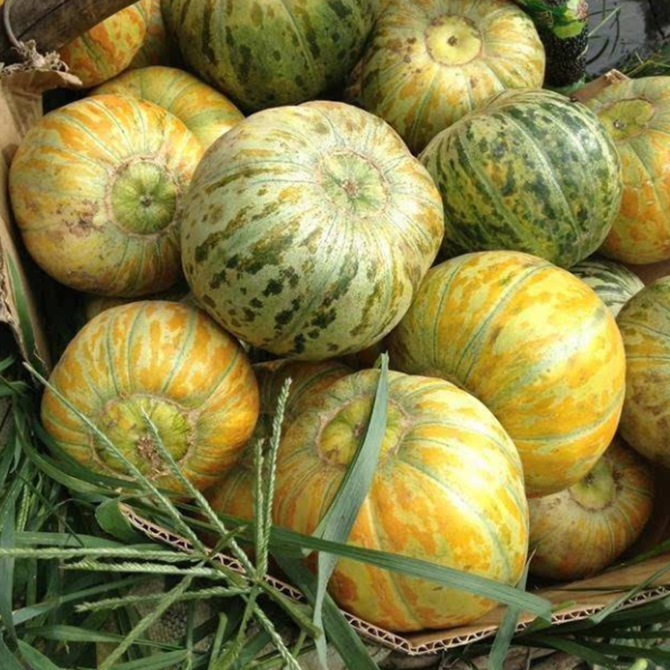 种子面瓜黑皮花皮青皮皮面瓜种孑甜蜜瓜种籽家庭园艺种子