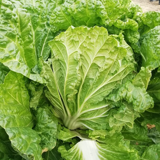 越冬大白菜种子 大白菜种籽 南方过冬 好吃抗病秋播种孑火锅酸菜