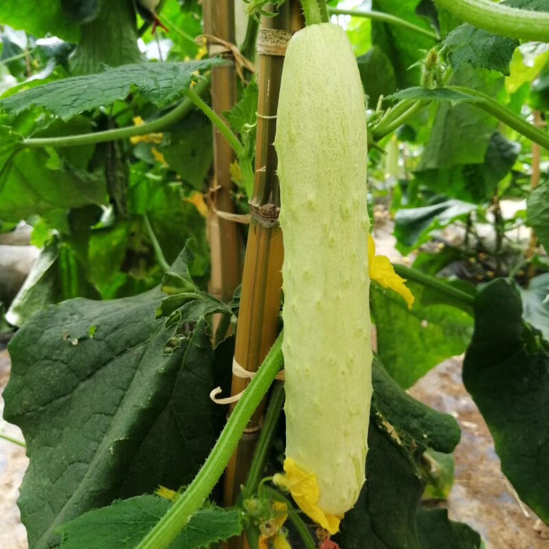 黄瓜白刺种子白玉种籽四季南方蔬菜菜籽品种蔬菜种子