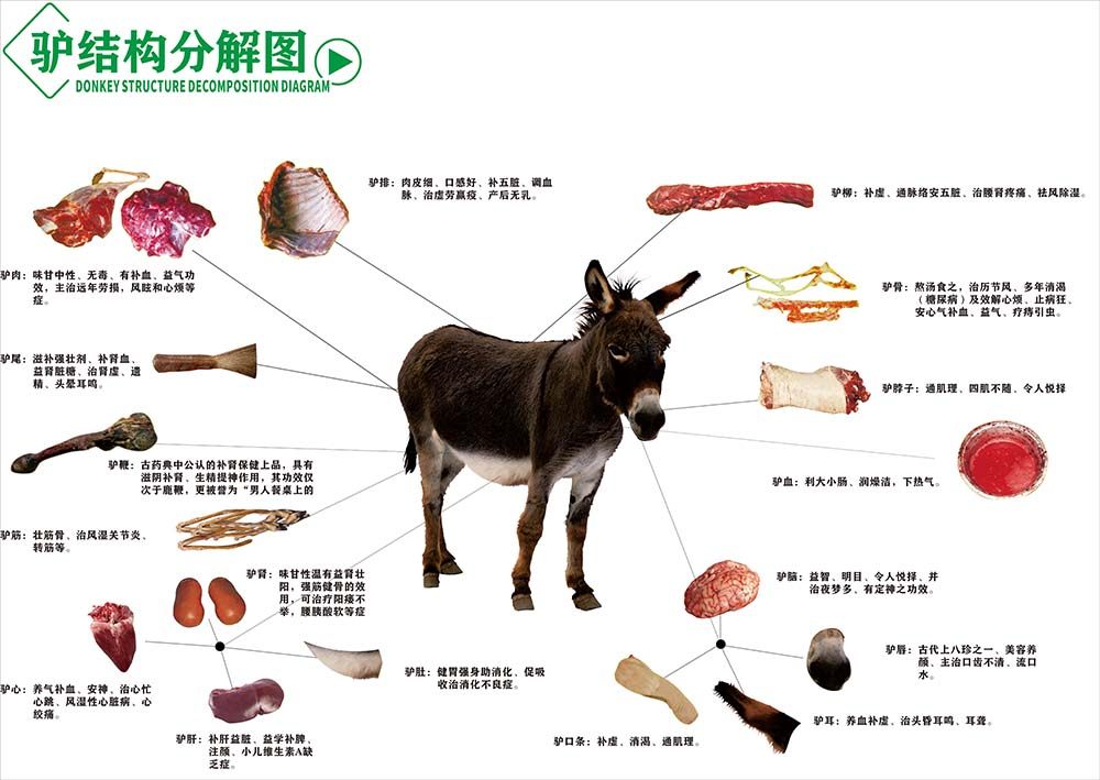 驴肉分割结构分解图墙贴画挂图墙纸展板喷绘无缝墙布