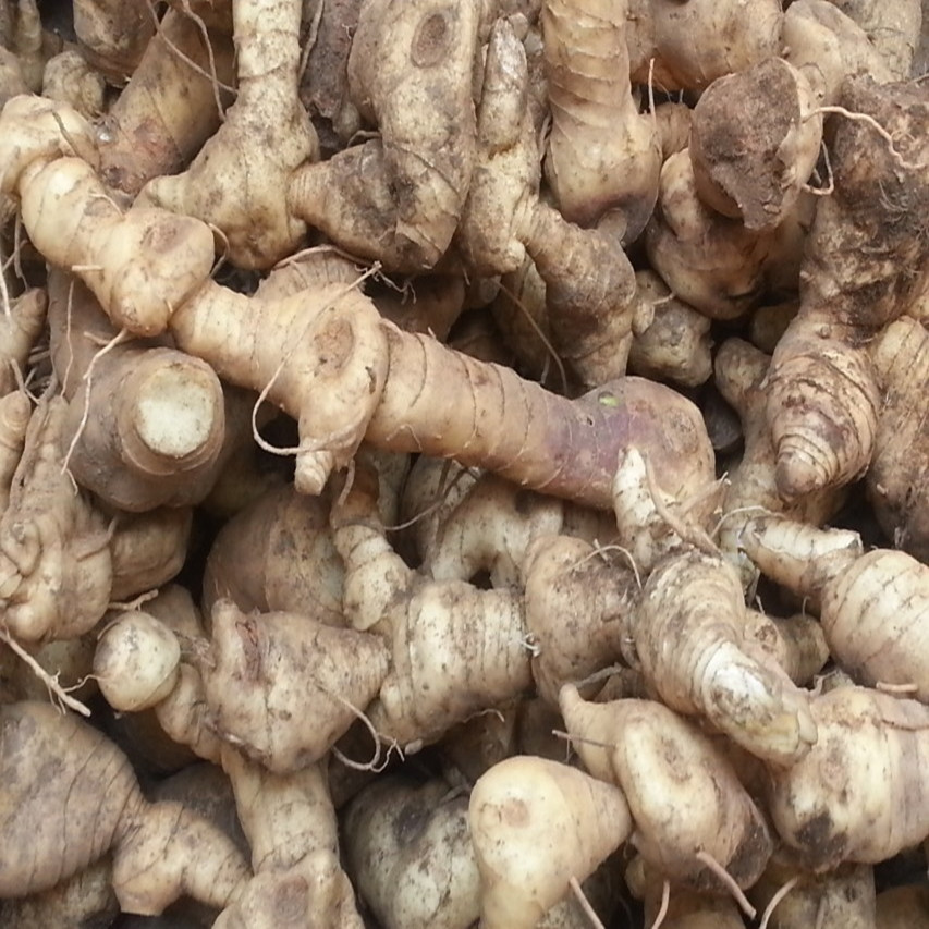 中药材黄精 鸡头根 新鲜野生现挖泡酒料 滋补营养品10斤包邮
