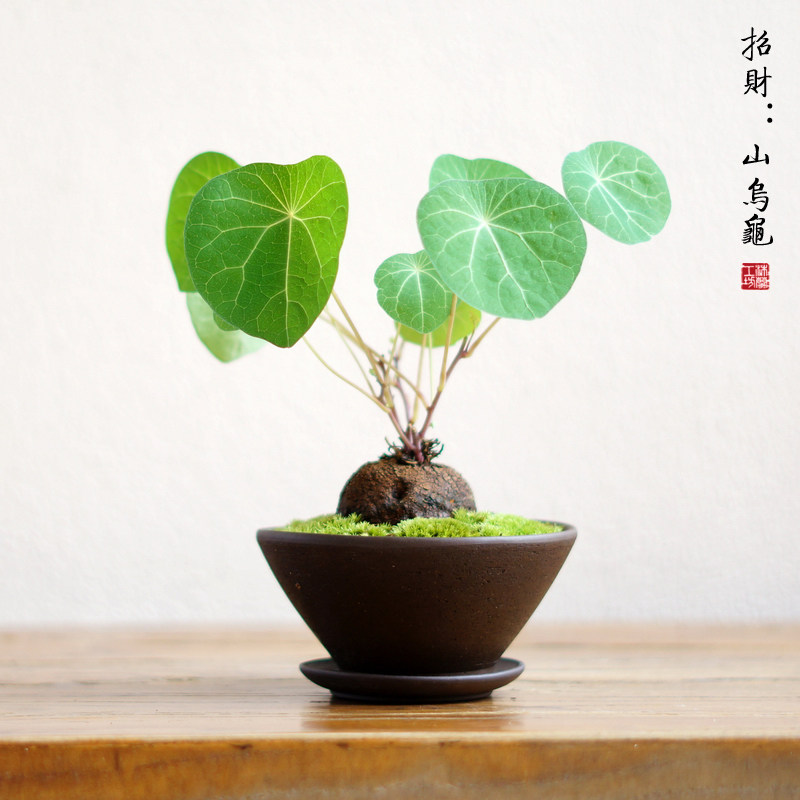 乌龟金不换招财书房盆景办公室桌茶桌面绿植圆叶绿植