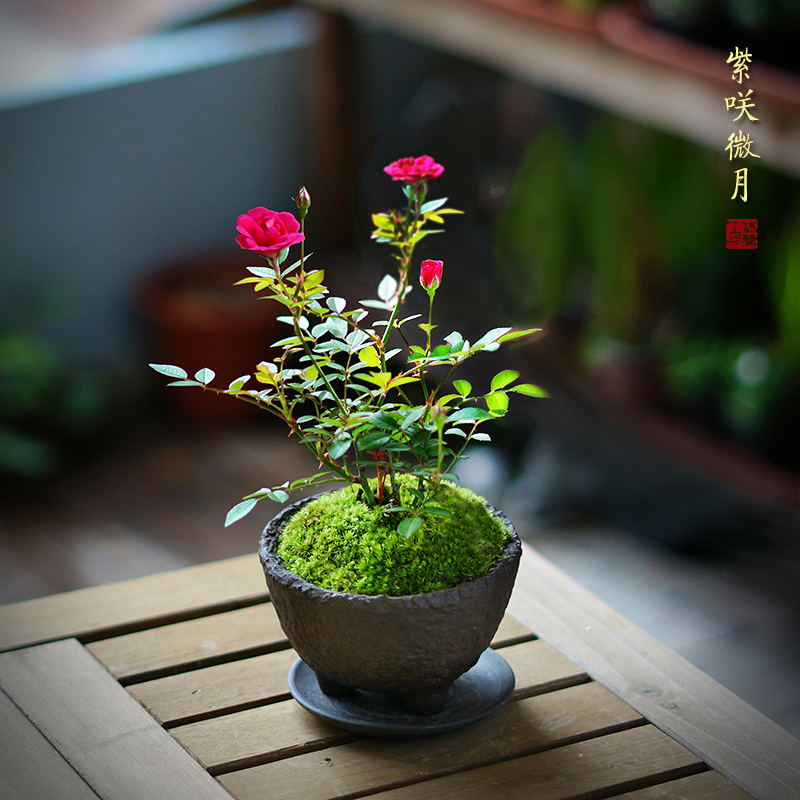 紫咲日本迷你月季阳台窗台桌面小盆盆栽绿植月季