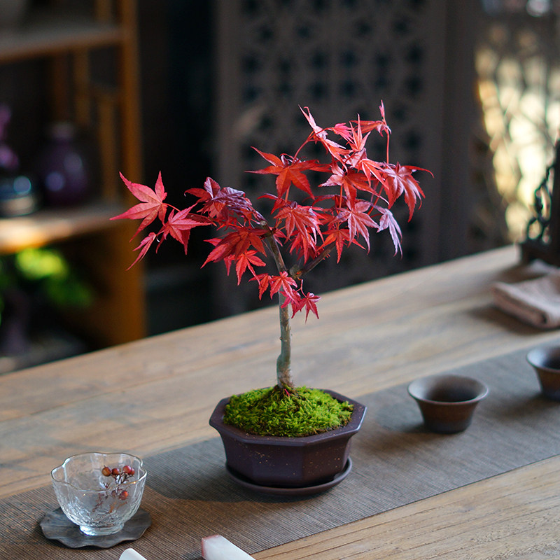 日本红舞舞姬红枫盆景红叶植物装饰茶桌办公室绿植