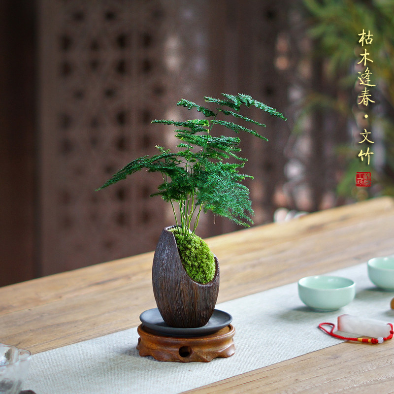 桌面文竹盆栽植物室内耐阴好养办公室茶桌绿植绿植