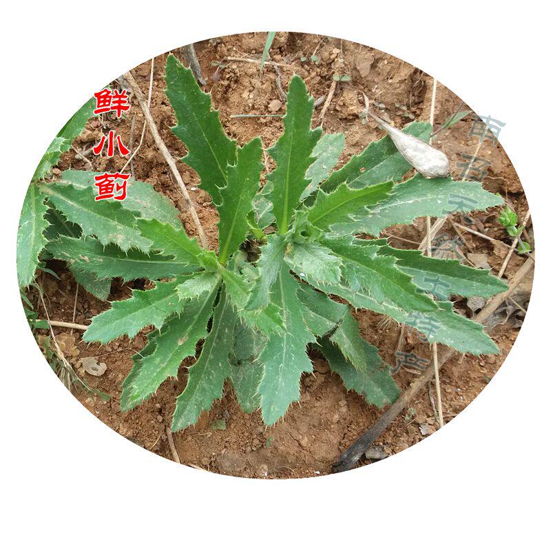 鲜小蓟全两斤天然中药材刺角采挖拍下刺菜新鲜其他药食同源食品