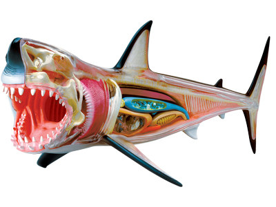 解剖4dmaster动物模型鲨鱼静态拼装益智动手仿真