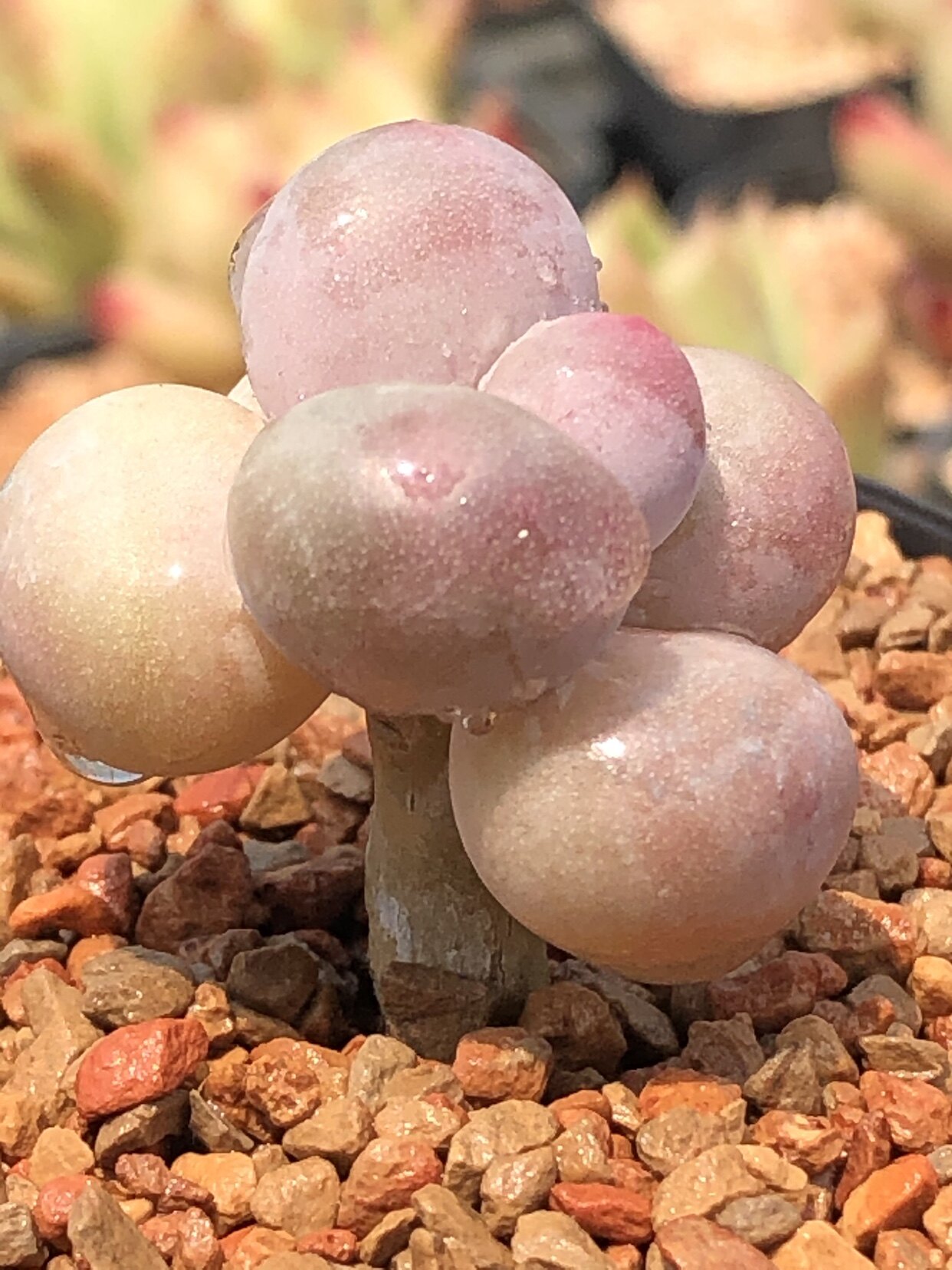 彩虹奶酪多肉叶片叶插贵稀有韩国进口基因控养多肉植物