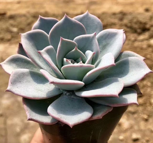 多肉植物韩国进口叶片劳雪正版叶插多肉植物