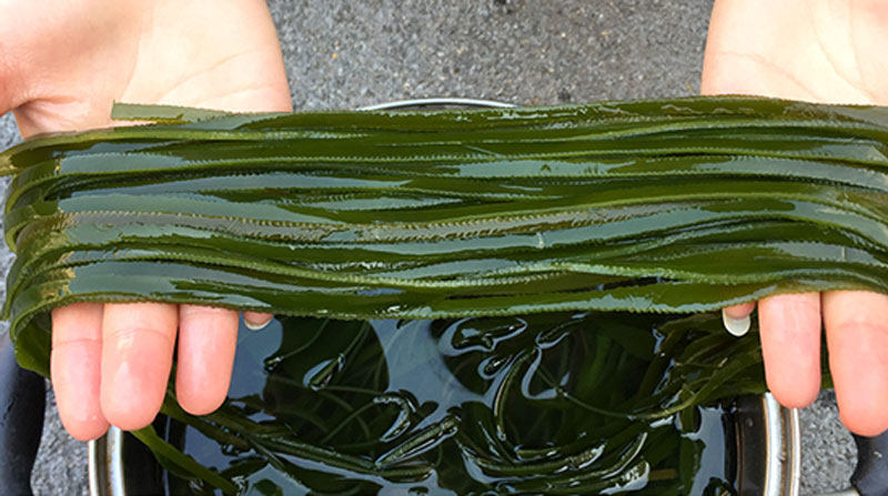 【醇醇厚丝】荣成海带盐渍海带丝出口级厚长五斤新鲜海带