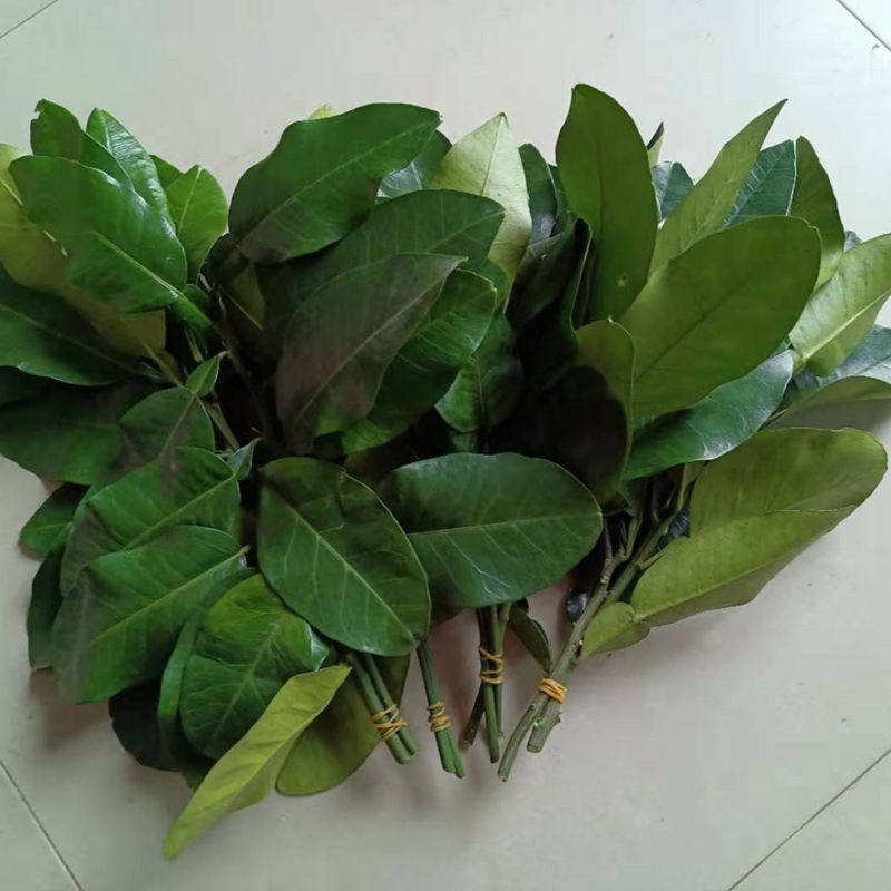 子叶柚子新鲜碌柚叶乔迁新居沐浴洗手糍粑叶垫现柚子