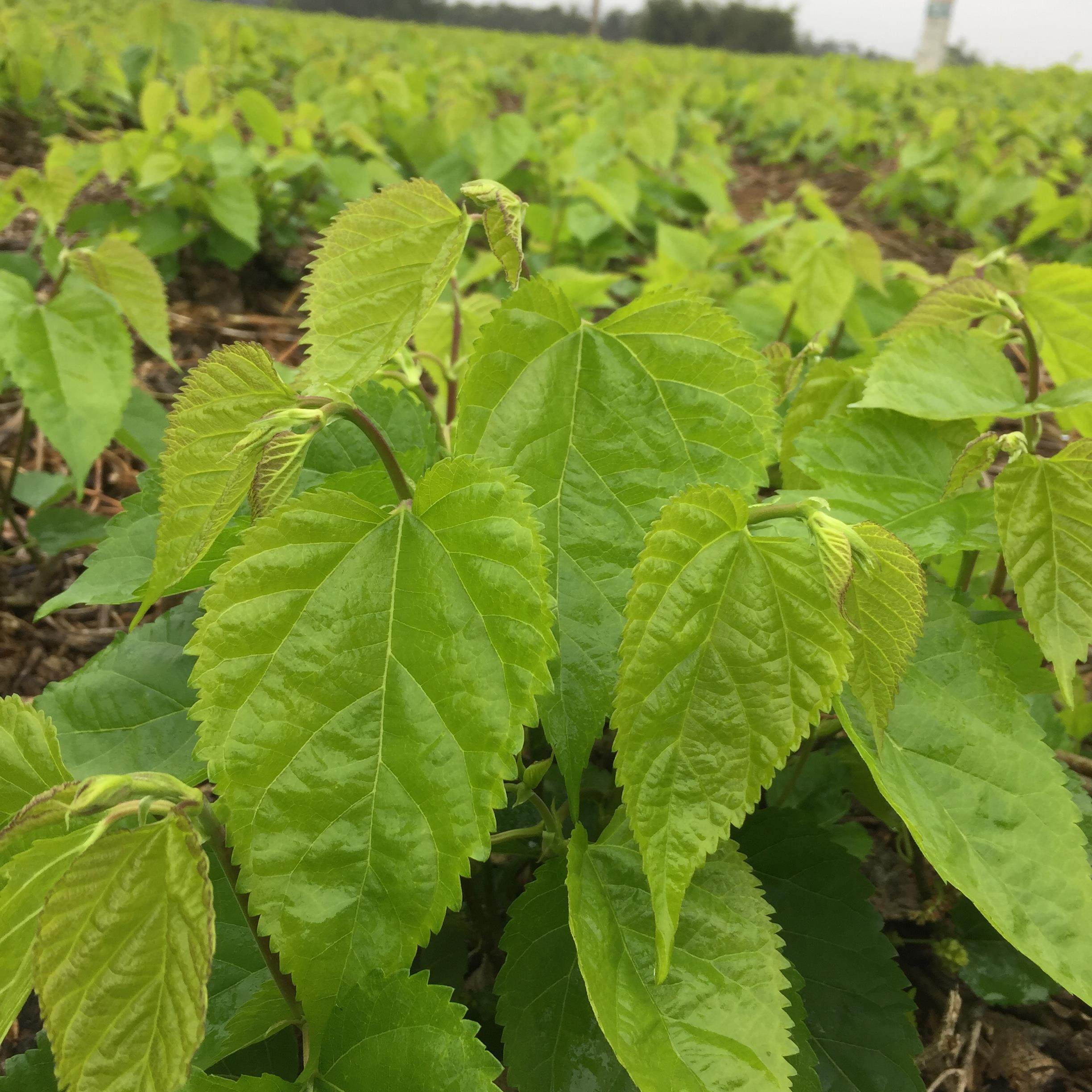 桑叶新鲜小蚕蚕宝宝饲料树苗叶大农家自种蚕桑桑叶