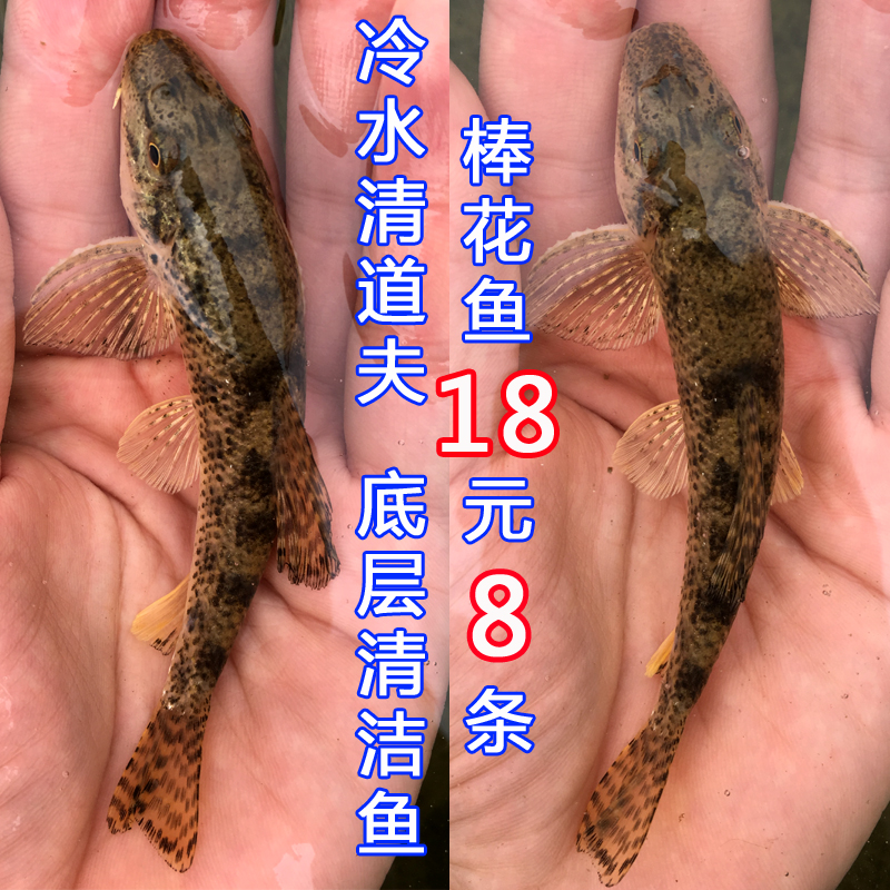 棒花观赏鱼活体水族宠物中国原生鱼群小型淡水鱼