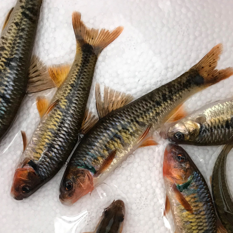 鳍鳈川西观赏鱼活体稀少底层鱼好原生小型淡水鱼