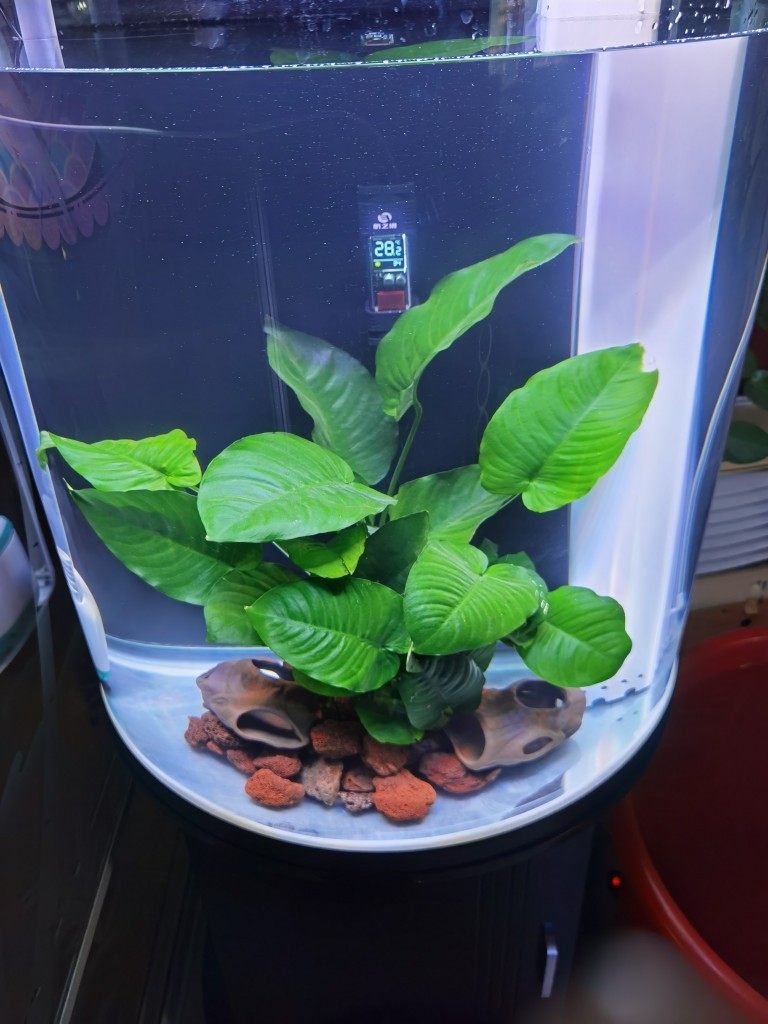 鱼缸淡水活体植物草缸造景懒人水草套餐小巴水草