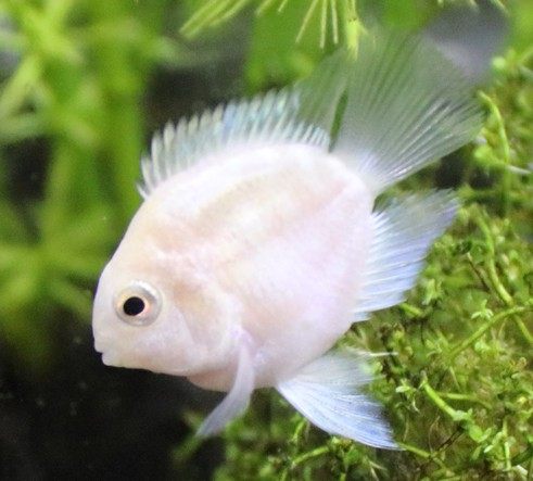 鹦鹉鱼小型热带活体水族小发财鱼迷你鹦鹉宝蓝白化群游鹦鹉观赏鱼_双