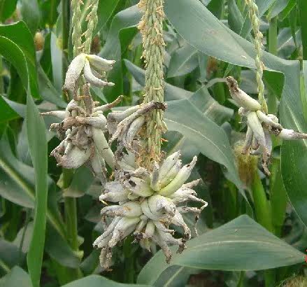 2016新鲜野生玉米黑粉菌玉蜀黍黑粉菌玉米黑霉500g包邮