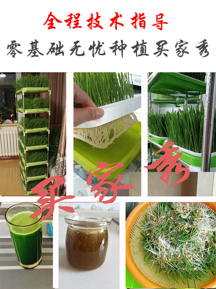 小麦草种籽新鲜大麦小麦苗种子榨汁麦芽无土栽培育苗