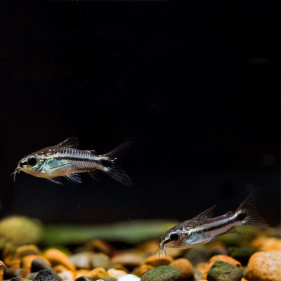 鼠鱼精灵鼠月光迷你工具鱼群游鱼鱼草缸鼠鱼底鱼