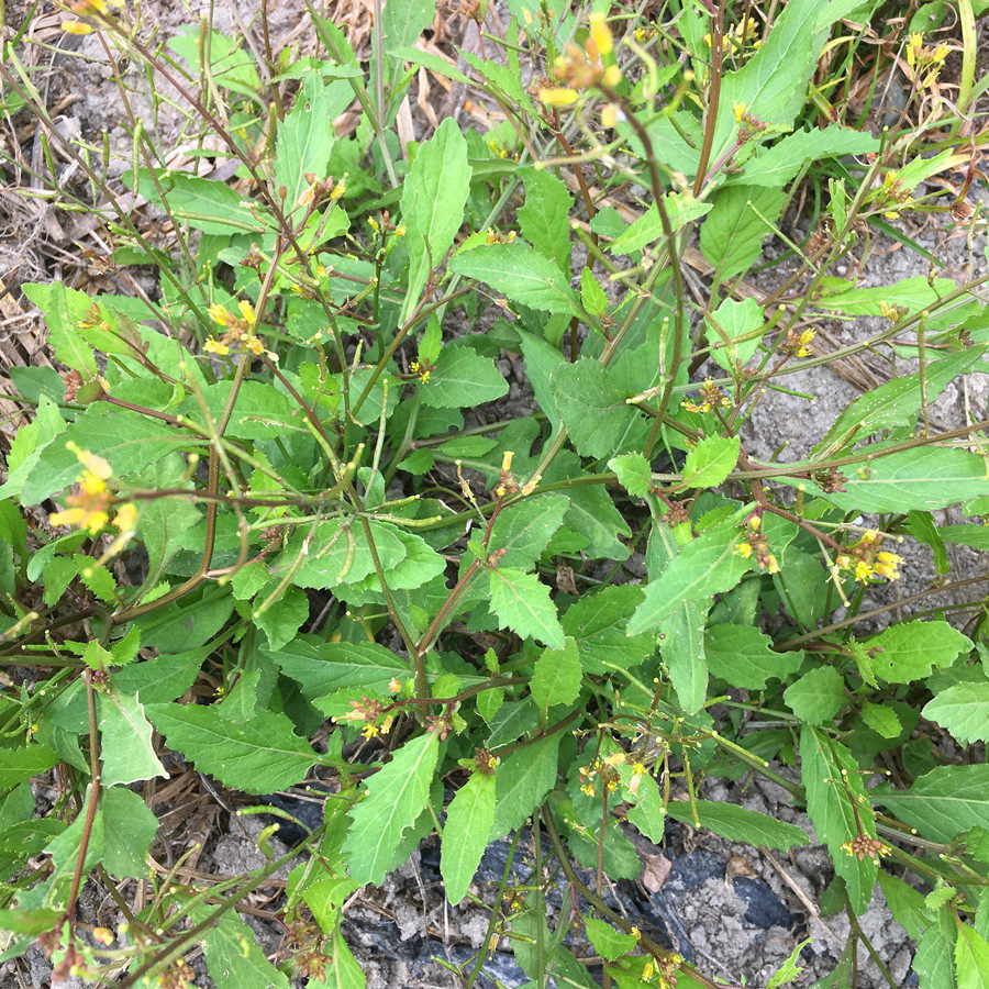 蔊菜纯天然塘葛中药材潮汕假菜仔假油菜江剪刀500g其他药食同源食品