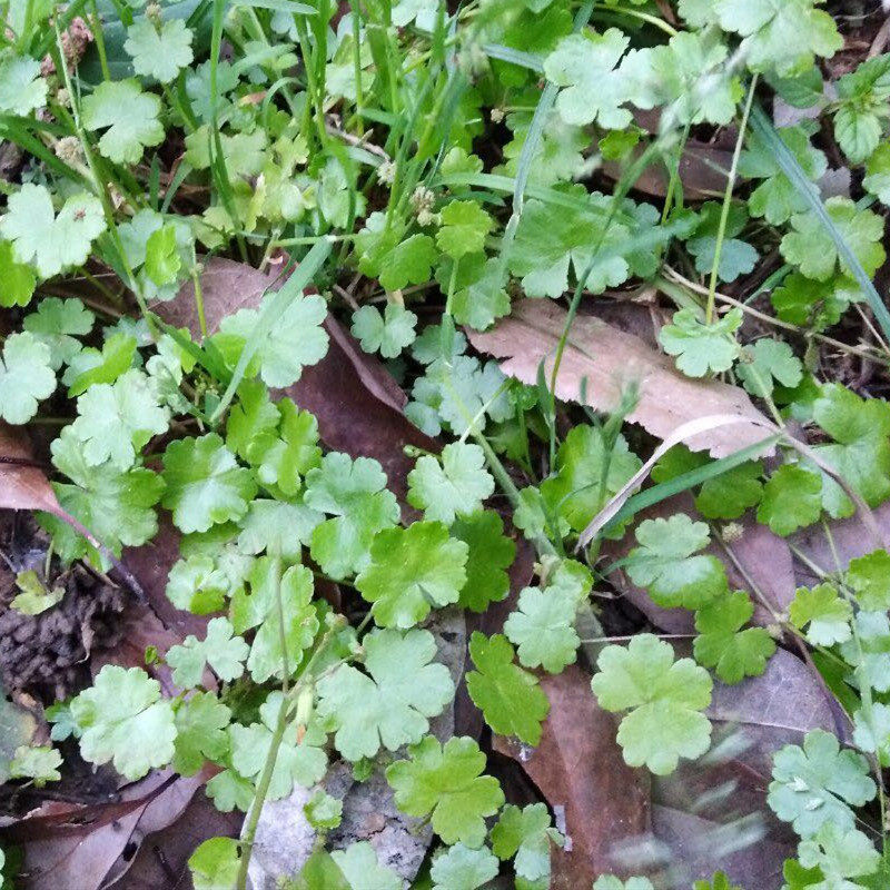 正宗铺地锦天胡荽新鲜铜钱满天星落得打步地鱼鳞其他药食同源食品