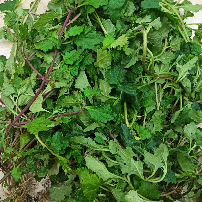 潮汕青中草药新鲜现采太惊艳了!