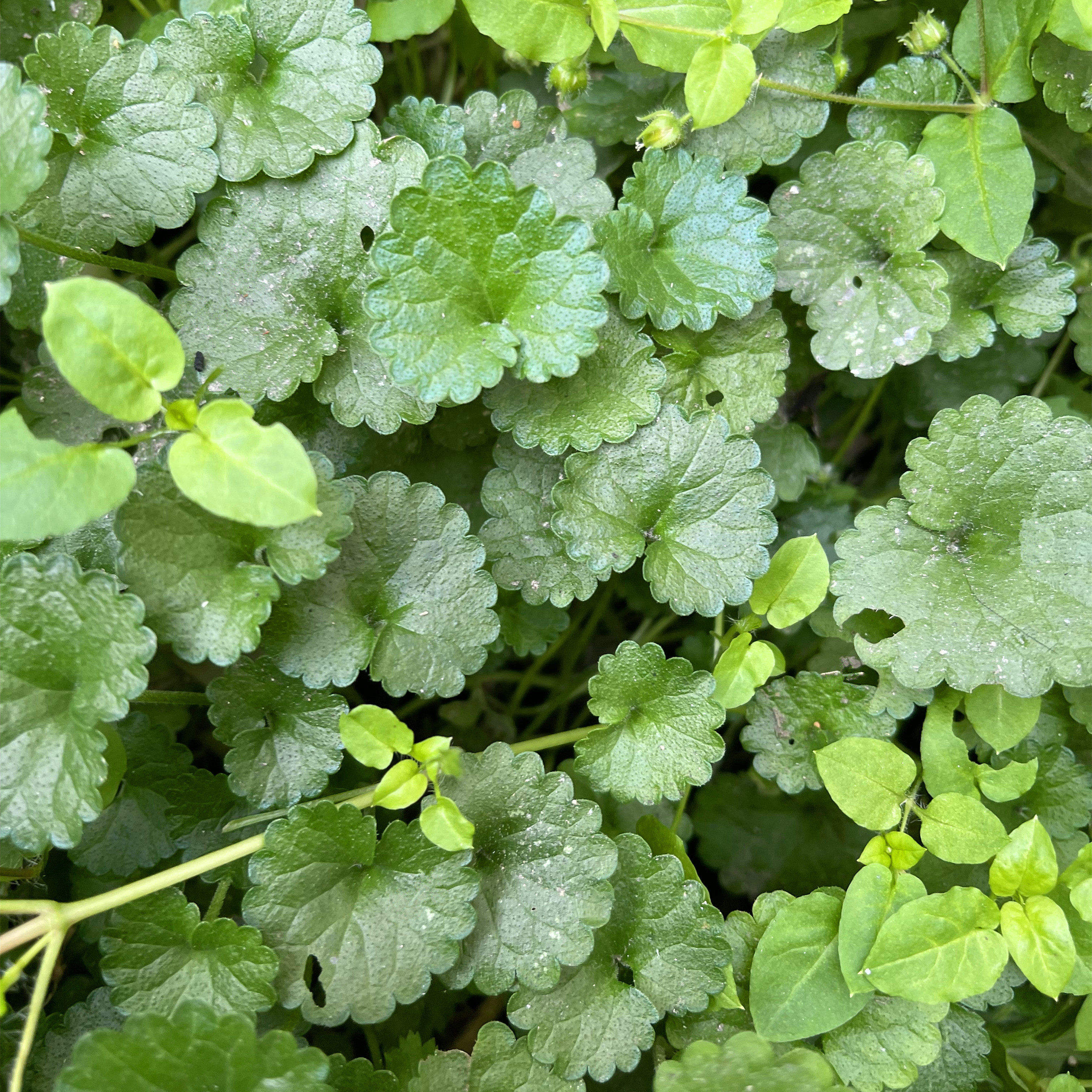 新鲜透骨潮汕接骨中草药500g现采深山山连钱草其他药食同源食品