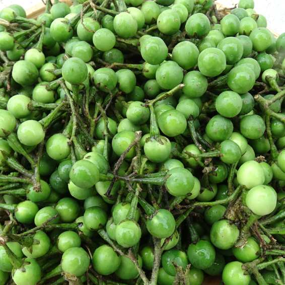 云南新款中国大陆德宏特产新鲜野菜傣族调味料叶菜类