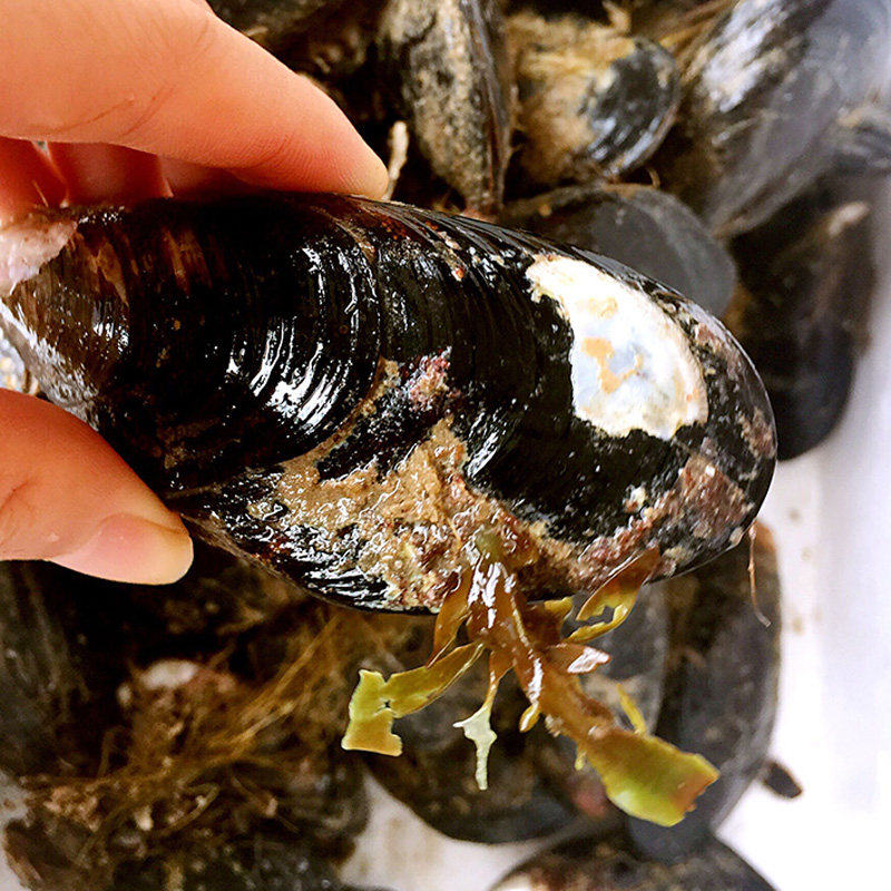 舟山海鲜野生淡菜海虹青口贝壳鲜活5斤装,江浙沪皖包邮