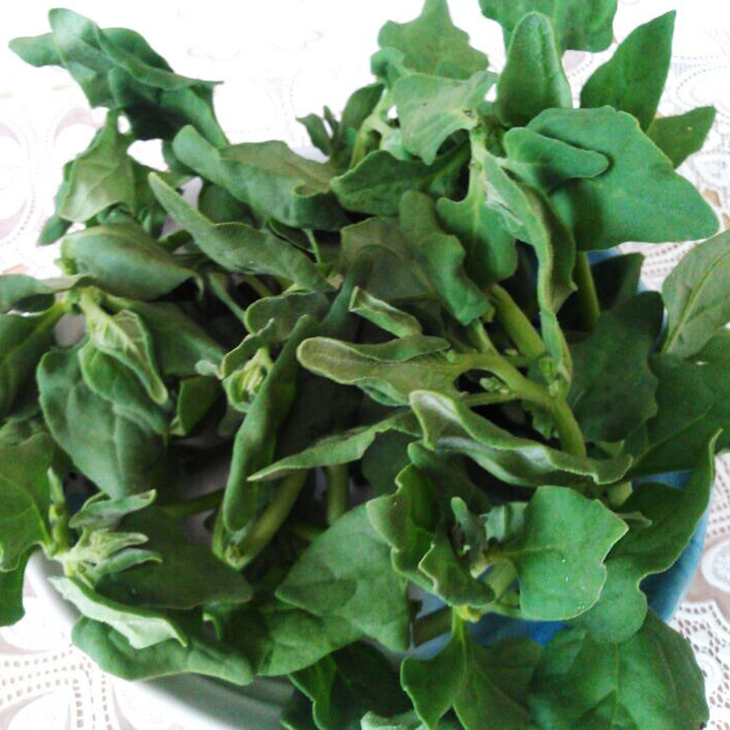 1公斤云南新鲜野菜番杏蕃杏莴苣产地低价直销其它