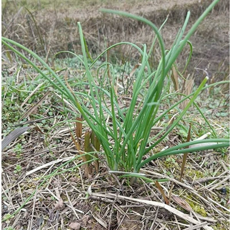贵州毕节大河河口野葱新鲜现挖野生葱苦蒜山葱类