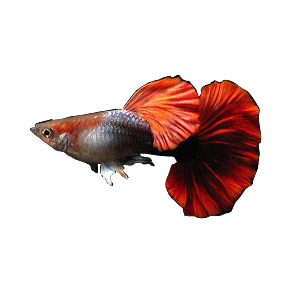 孔雀纯种巴西褶扇体孕临产胎生热带鱼繁殖下崽鱼