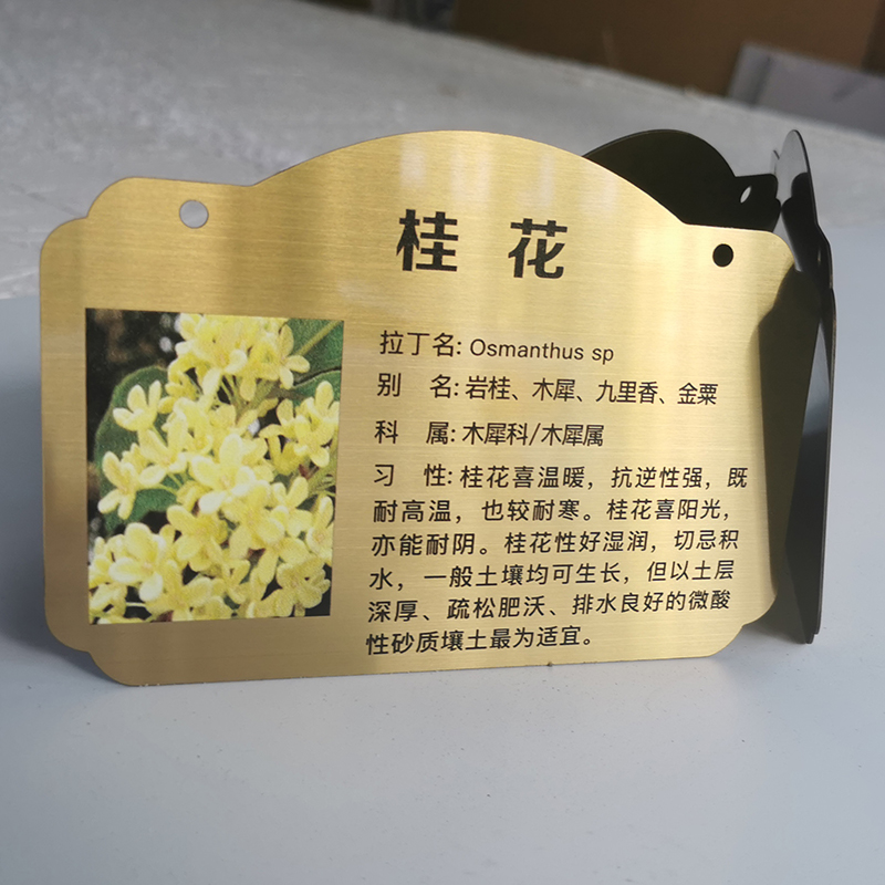 桂花树树牌简介图片