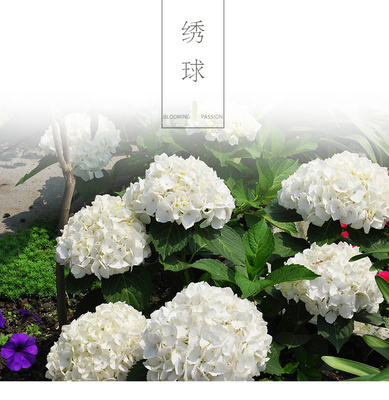 距优惠券开抢还有00:00:00无尽夏新娘绣球花卉苗白色系列一加仑杭州